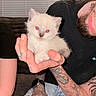 Ellie is registered to the contest to win money with this photo: kitten, cat, animal, pet, hand, tattoo, person, beard, black_shirt, jeans, watch, indoor, couch, window_blinds, red_eye, cute, small, furry, face, smile