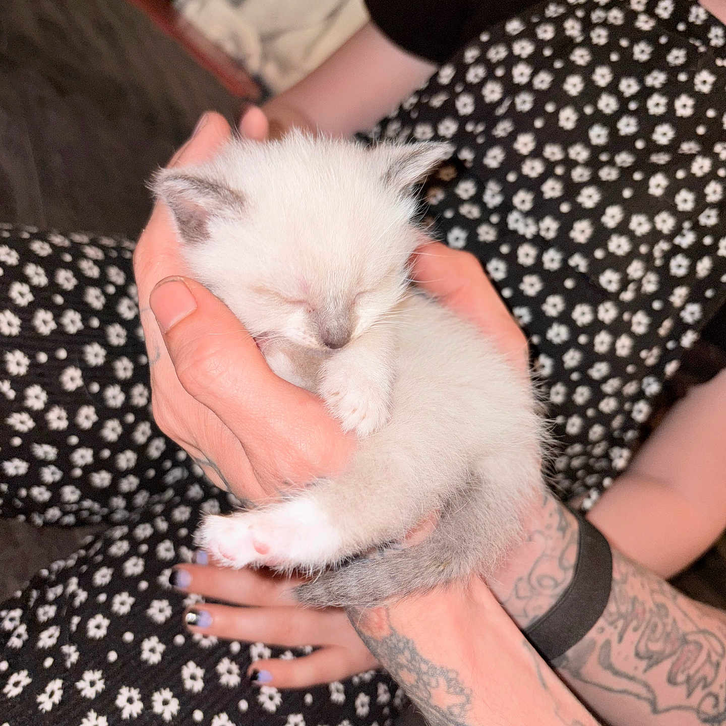 Ellie joined the competition — help win amazing prizes! kitten, sleeping, hands, tattoos, person, black_clothing, white_flowers, floral_pattern, nails, cute, pet, animal, indoor, resting, furry, small, cozy, comfort, soft, peaceful