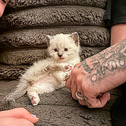 Ellie joined the competition — help win amazing prizes! kitten, cat, animal, pet, furry, small, cute, tattoo, hand, human, face, ring, floor, texture, resting, curious, cozy, indoor, closeup, interaction