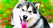 Atlas participe au concours pour gagner de l'argent avec cette photo : dog, husky, tongue, pet, animal, fur, happy, outdoor, nature, portrait, canine, smiling, mammal, friendly, cute, closeup, fluffy, face, eyes, ears