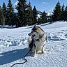 Atlas a rejoint le concours — aidez-le/la à gagner de superbes lots ! dog, husky, snow, leash, pine_tree, mountain, sky, cloud, outdoor, animal, pet, winter, nature, fur, tongue, sitting, landscape, daylight, cold, scenic