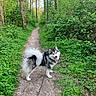 Atlas participe au concours pour gagner de l'argent avec cette photo : dog, alaskan_malamute, leash, forest, trail, greenery, trees, path, outdoor, nature, happy, tongue_out, fluffy, walking, canine, summer, daylight, animal, pets, adventure