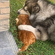 Ron participe au concours pour gagner de l'argent avec cette photo : dog, cat, grass, stone_wall, hugging, friendship, outdoor, pet, animal, furry, tabby_cat, large_dog, nuzzling, affection, nature, cute, companions, resting, close_up, peaceful