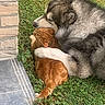 dog, cat, grass, stone_wall, hugging, friendship, outdoor, pet, animal, furry, tabby_cat, large_dog, nuzzling, affection, nature, cute, companions, resting, close_up, peaceful