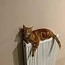 Ron a rejoint le concours — aidez-le/la à gagner de superbes lots ! cat, ginger_cat, radiator, indoor, relaxed, lounging, feline, pet, warm, content, shadow, wall, floor, domestic, cozy, resting, fur, household, animal, cute