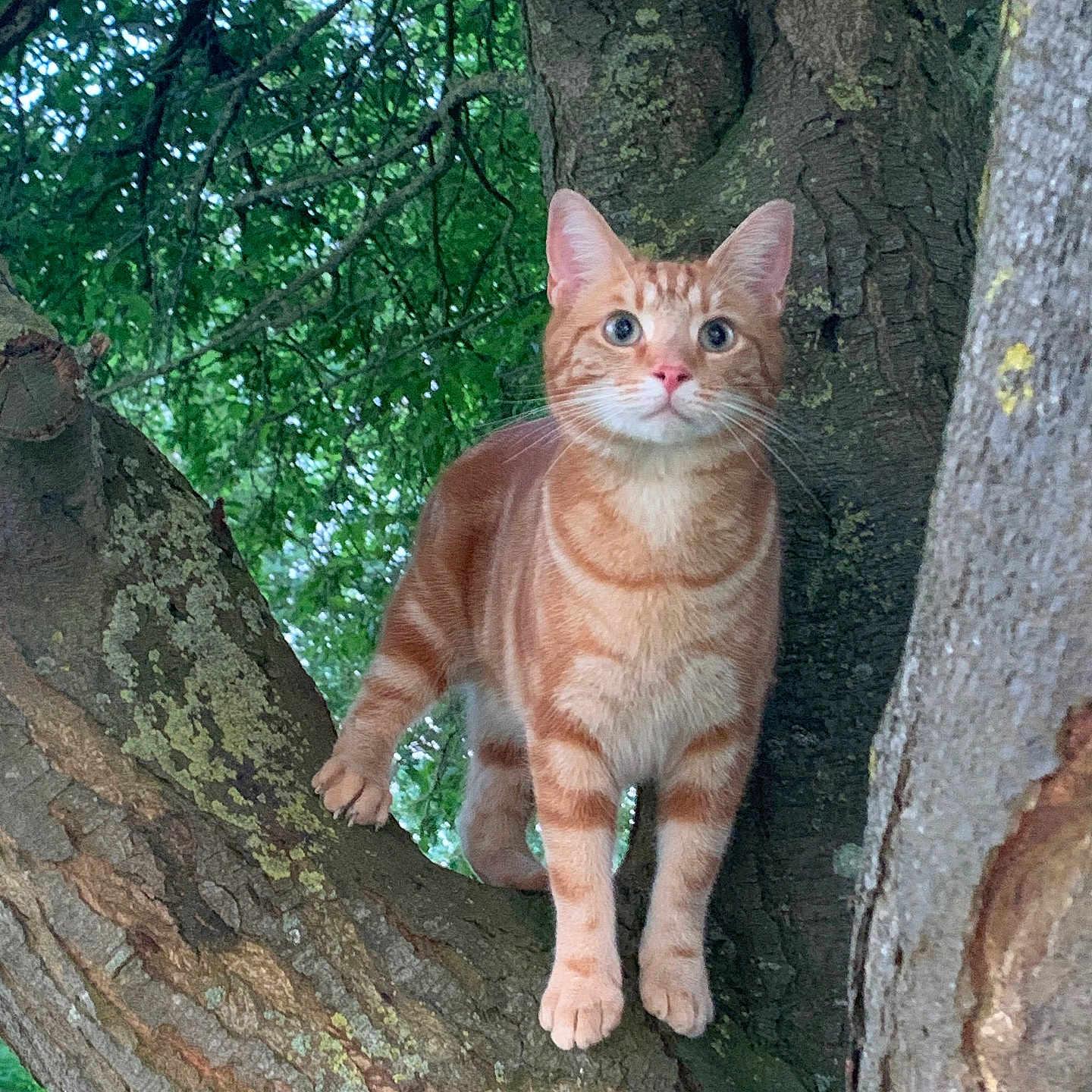 Ron a rejoint le concours — aidez-le/la à gagner de superbes lots ! cat, orange_tabby, tree, branch, green_leaves, nature, outdoor, animal, pet, feline, curious, whiskers, fur, tree_bark, alert, wildlife, mammal, closeup, daylight, forest