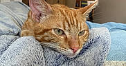 Ron a rejoint le concours — aidez-le/la à gagner de superbes lots ! cat, orange_tabby, pet, animal, fur, whiskers, ear, nose, blanket, bed, resting, indoor, cozy, soft_texture, closeup, sleepy, relaxed, feline, cute, domestic_animal
