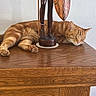 Ron participe au concours pour gagner de l'argent avec cette photo : cat, ginger_cat, sleeping, wooden_surface, wooden_statue, carving, sculpture, furniture, indoor, relaxation, napping, animal, pet, cozy, peaceful, decor, brown, orange, texture, rest