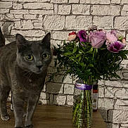 Kali participe au concours pour gagner de l'argent avec cette photo : cat, gray_cat, flower_bouquet, vase, wooden_surface, brick_wall, indoor, plant_stems, green_leaves, pink_flowers, purple_flowers, curious, pet, animal, close_up, table, decor, feline, domestic_animal, background