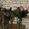cat, gray_cat, flower_bouquet, vase, wooden_surface, brick_wall, indoor, plant_stems, green_leaves, pink_flowers, purple_flowers, curious, pet, animal, close_up, table, decor, feline, domestic_animal, background