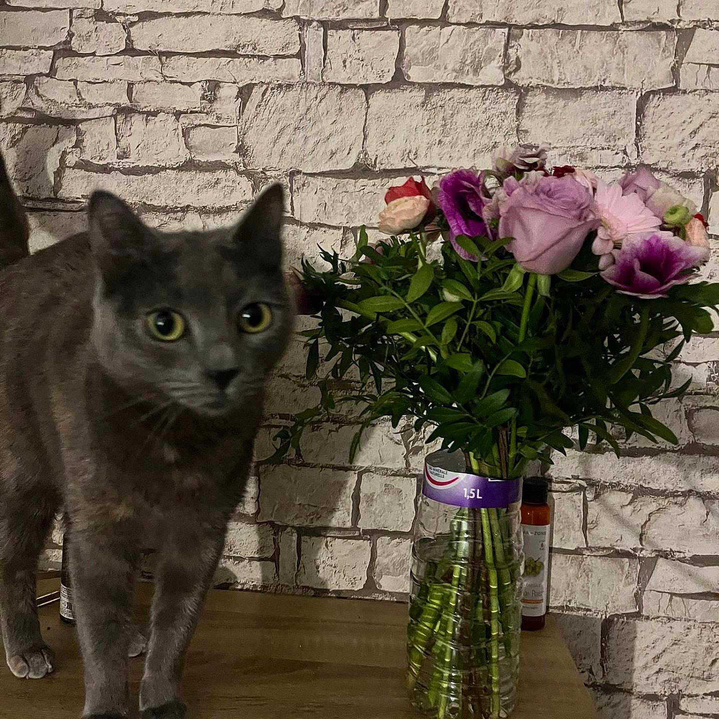 Kali participe au concours pour gagner de l'argent avec cette photo : cat, gray_cat, flower_bouquet, vase, wooden_surface, brick_wall, indoor, plant_stems, green_leaves, pink_flowers, purple_flowers, curious, pet, animal, close_up, table, decor, feline, domestic_animal, background