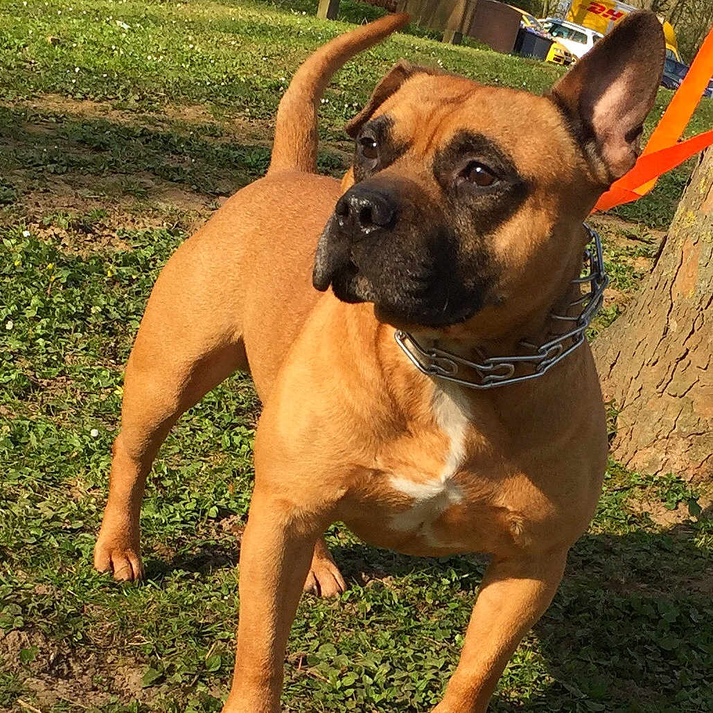 Tyson