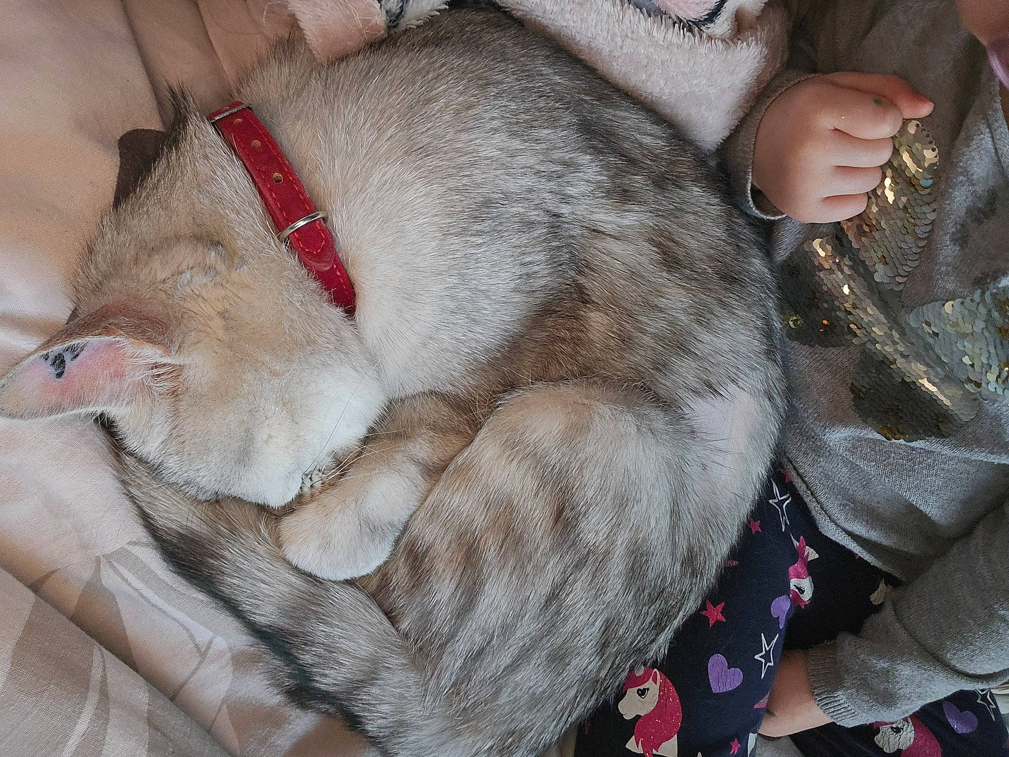 Ela a rejoint le concours — aidez-le/la à gagner de superbes lots ! canidae, carnivore, cat, collar, comfort, companion_dog, dog_breed, domestic_short_haired_cat, ear, fawn, felidae, fur, lap, pattern, paw, small_to_medium_sized_cats, snout, sporting_group, tail, whiskers