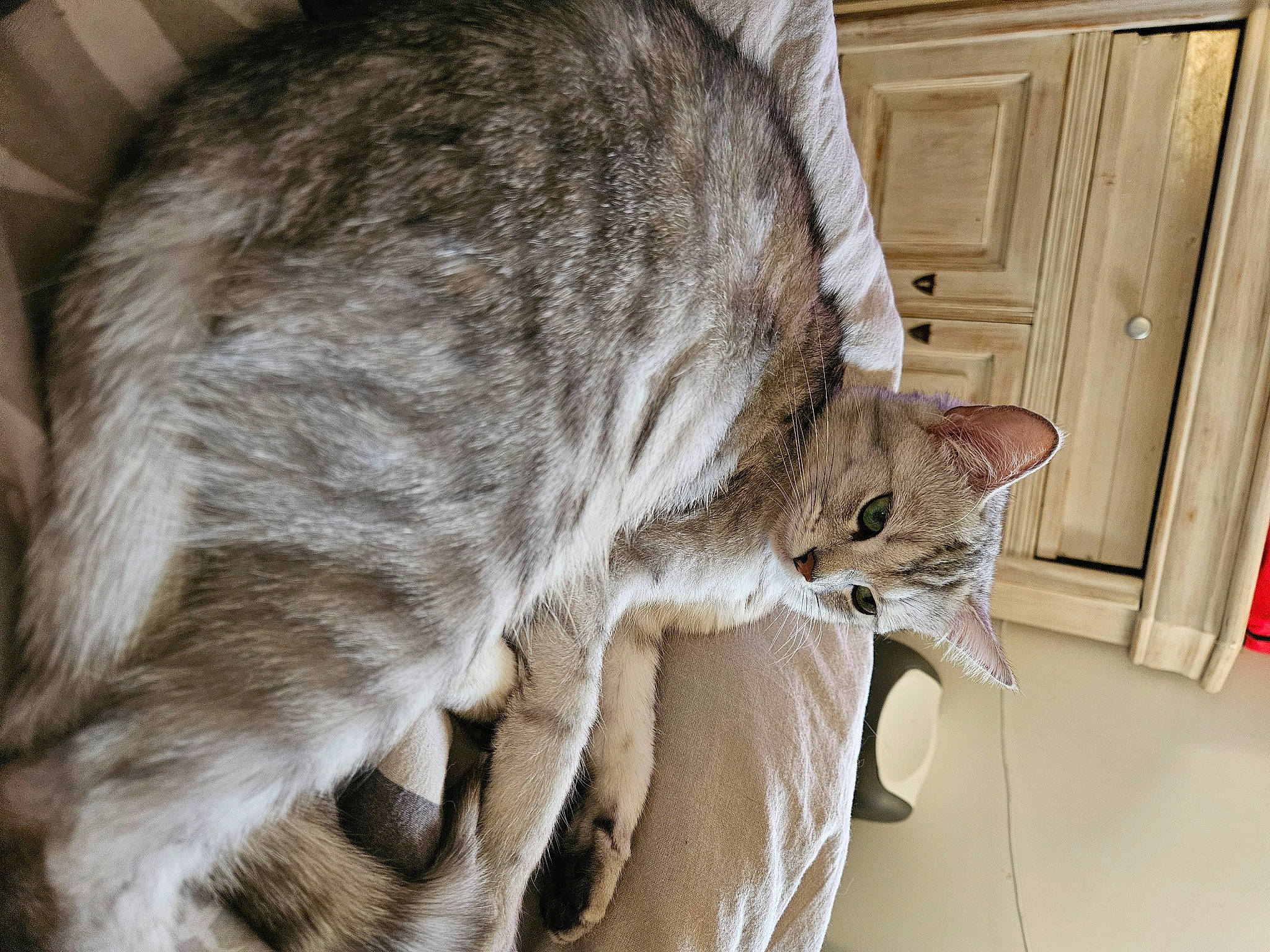 Ela participe au concours pour gagner de l'argent avec cette photo : cabinetry, carnivore, cat, comfort, domestic_short_haired_cat, door, felidae, fur, small_to_medium_sized_cats, snout, tail, terrestrial_animal, whiskers