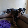 animal, blanket, canine, companion, couch, curious, dog, domestic, fabric, fur, furniture, home, indoor, looking, pet, purple, relaxed, resting, texture, wall