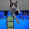Izzy joined the competition — help win amazing prizes! cat, computer_screen, video_game, game_menu, indoor, curious, white_and_gray_cat, blinds, window_covering, paw, feline, technology, digital, screen_display, furniture, home, playful, animal, interactive, multimedia