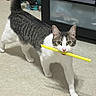 Izzy is registered to the contest to win money with this photo: cat, indoor, pet, animal, white, gray, striped, floor, straw, curious, walking, furniture, skateboard, playful, eyes, tail, whiskers, nose, mouth, household