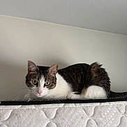 Izzy is registered to the contest to win money with this photo: cat, tabby, white_fur, mattress, indoor, pet, curious, alert, fur, whiskers, ears, green_eyes, resting, animal, domestic, feline, side_view, close_up, quiet, soft_light