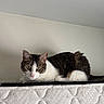 cat, tabby, white_fur, mattress, indoor, pet, curious, alert, fur, whiskers, ears, green_eyes, resting, animal, domestic, feline, side_view, close_up, quiet, soft_light