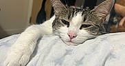 Izzy joined the competition — help win amazing prizes! animal, blanket, cat, closeup, comfort, cozy, ears, face, feline, fur, home, indoor, nose, paw, pet, relaxed, resting, sleepy, tabby, white