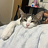 cat, animal, pet, feline, indoor, relaxed, sleepy, paw, white, tabby, fur, closeup, blanket, resting, face, ears, nose, home, comfort, cozy