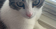 Izzy is registered to the contest to win money with this photo: cat, windowsill, indoor, pet, animal, whiskers, fur, tabby, white_fur, curious, relaxed, closeup, green_eyes, natural_light, blinds, paw, resting, cute, domestic_cat, face