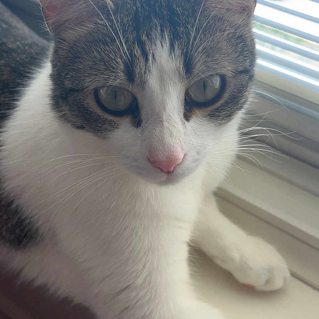Izzy