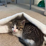 Izzy is registered to the contest to win money with this photo: animal, carpet, cat, cozy, cute, domestic, floor, fur, gray, indoor, kitten, pet, quiet, resting, small, soft, striped, towel, white, young