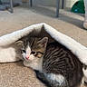 kitten, cat, towel, carpet, indoor, small, cute, fur, animal, pet, resting, cozy, white, gray, striped, young, domestic, quiet, floor, soft