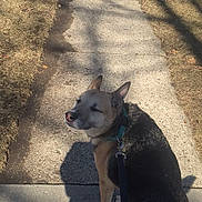 Diesel is registered to the contest to win money with this photo: dog, leash, sidewalk, shadow, grass, outdoor, sunlight, walking, canine, pet, pavement, nature, daytime, animal, looking_back, pathway, alone, quiet, casual, walking_path
