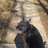 dog, leash, sidewalk, shadow, grass, outdoor, sunlight, walking, canine, pet, pavement, nature, daytime, animal, looking_back, pathway, alone, quiet, casual, walking_path
