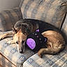Diesel joined the competition — help win amazing prizes! dog, german_shepherd, couch, plush_toy, indoor, resting, sleeping, pet, animal, furniture, wood_floor, cozy, plaid_pattern, living_room, relaxed, cute, brown, black, tan, stuffed_animal