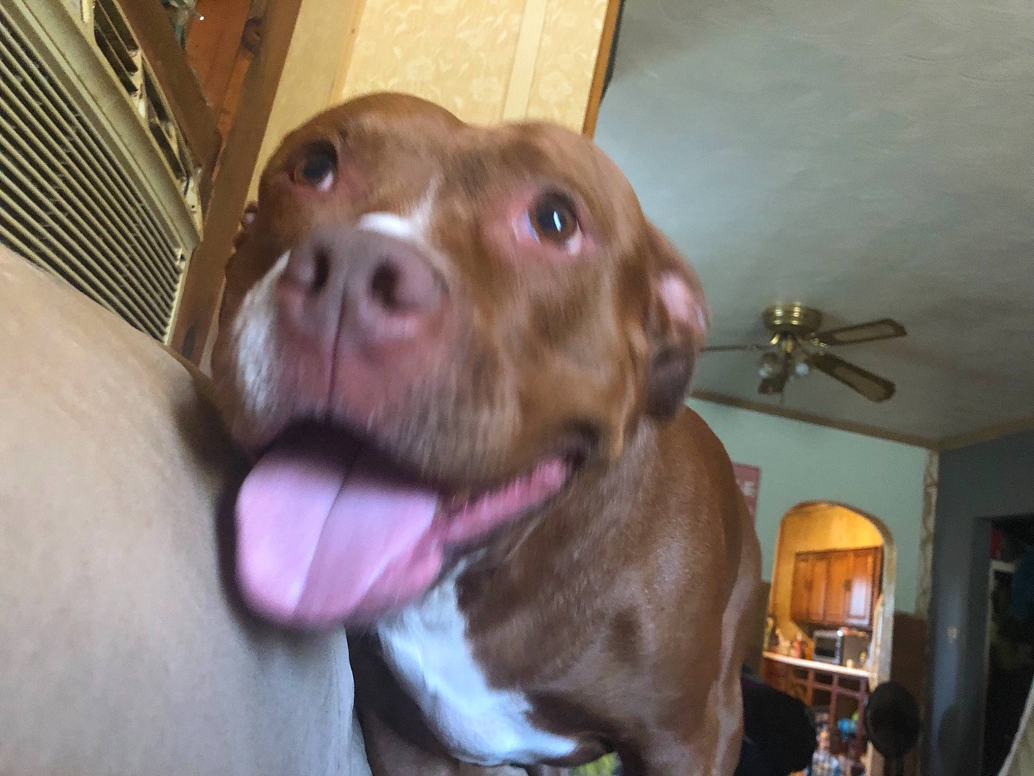 Luna joined the competition — help win amazing prizes! canidae, carnivore, ceiling_fan, collar, companion_dog, dog, dog_breed, fawn, fur, gun_dog, lamp, liver, non_sporting_group, picture_frame, pointing_breed, puppy, snout, sporting_group, whiskers, working_animal