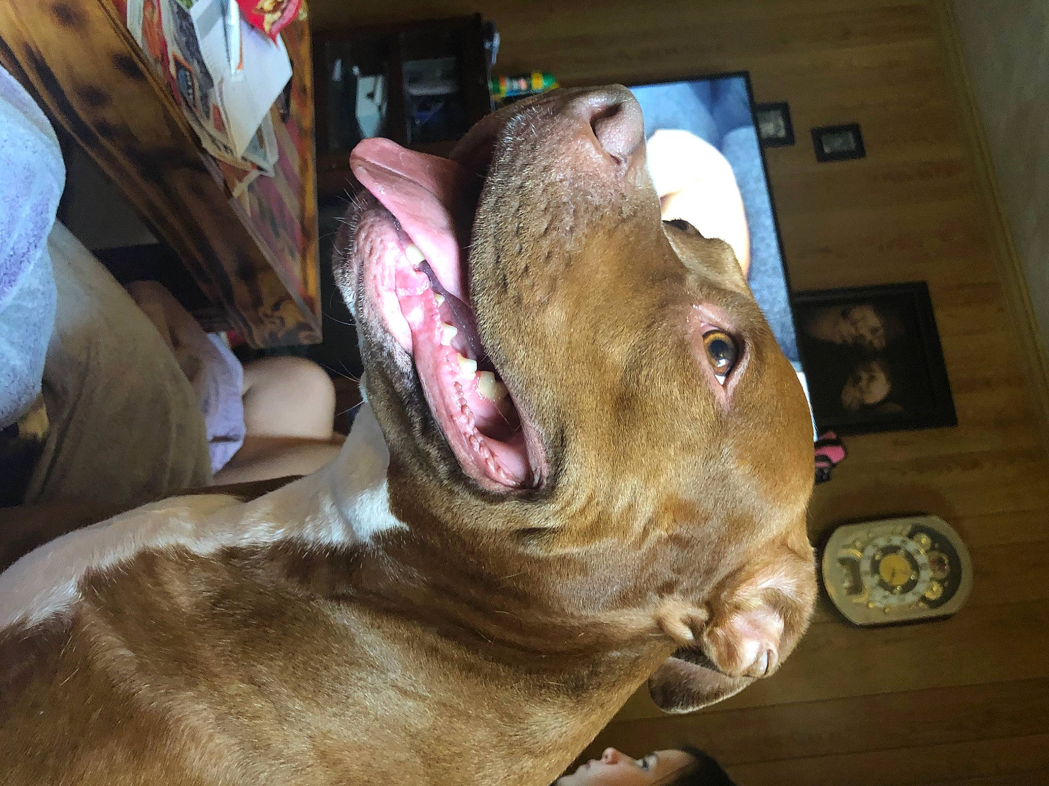 Luna is registered to the contest to win money with this photo: art, carnivore, companion_dog, dog, dog_breed, ear, fang, fawn, felidae, fur, guard_dog, jaw, liver, livestock, snout, sporting_group, terrestrial_animal, whiskers, working_animal, wrinkle