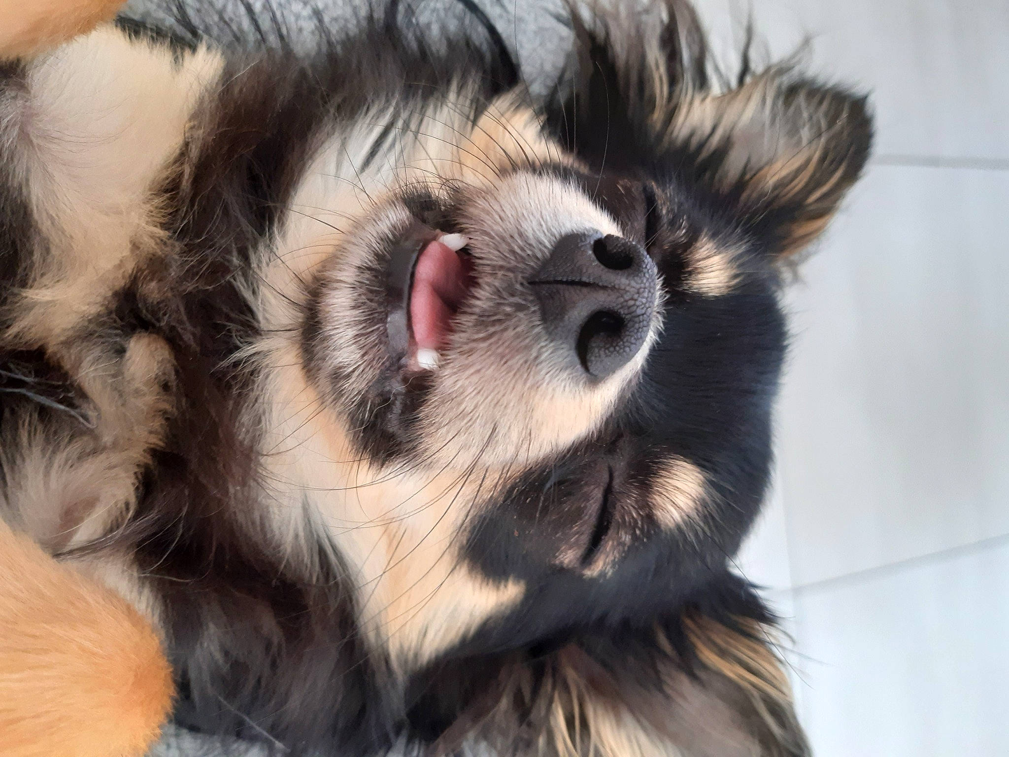 Sako participe au concours pour gagner de l'argent avec cette photo : carnivore, companion_dog, dog, dog_breed, eyelash, fang, fawn, felidae, fur, german_spitz, german_spitz_klein, paw, primate, small_to_medium_sized_cats, snout, sporting_group, terrestrial_animal, toy_dog, whiskers, wildlife