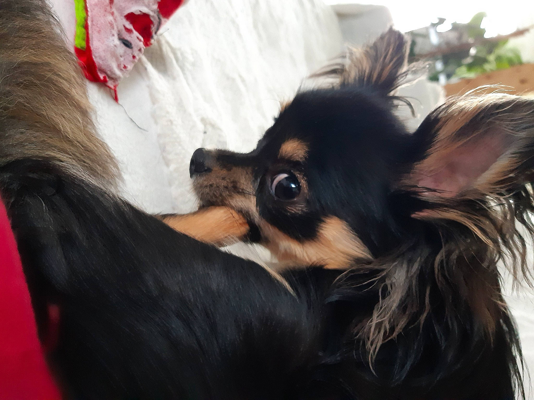 Sako a rejoint le concours — aidez-le/la à gagner de superbes lots ! canidae, carnivore, companion_dog, dog, dog_breed, dog_supply, ear, fawn, fur, mammal, snout, sporting_group, terrestrial_animal, toy_dog, whiskers, working_animal, working_dog