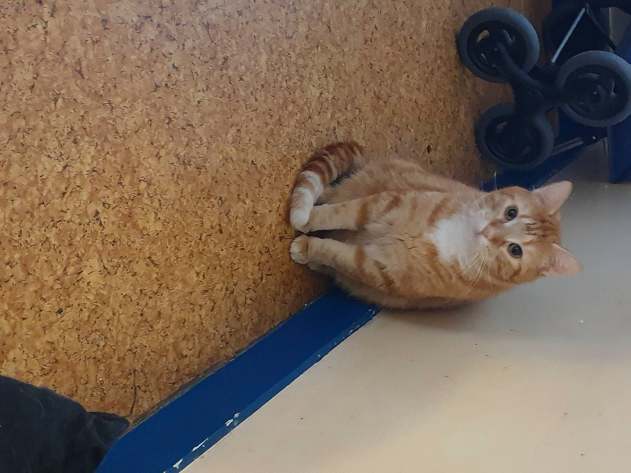 Junior a rejoint le concours — aidez-le/la à gagner de superbes lots ! carnivore, cat, fawn, felidae, small_to_medium_sized_cats, tail