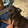 dog, hand, blanket, pillow, floral_pattern, plant, window, table, indoor, petting, brown, brindle, furniture, relaxing, comfort, resting, home, cozy, couch, human_hand