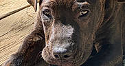 Kane joined the competition — help win amazing prizes! puppy, dog, brindle, wooden_deck, chewing, close_up, sunlight, outdoor, pet, animal, paw, fur, snout, ears, texture, daylight, nature, playful, young_dog, canine
