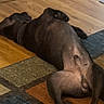 dog, lying_down, indoor, wooden_floor, rug, black_dog, furniture, relaxed, pet, animal, floor, dog_bed, mop, home, resting, canine, paw, carpet, household, domestic