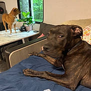 Kane is registered to the contest to win money with this photo: dog, brown_dog, indoor, blanket, table, window, plant, living_space, furniture, curious, pet, animal, collar, forest_view, couch, home, relaxing, two_dogs, blurred, cozy