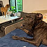 dog, brown_dog, indoor, blanket, table, window, plant, living_space, furniture, curious, pet, animal, collar, forest_view, couch, home, relaxing, two_dogs, blurred, cozy