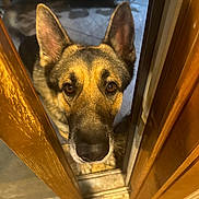 Alabama Bama is registered to the contest to win money with this photo: dog, german_shepherd, door, wood, ears, closeup, curious, pet, animal, indoors, floor, portrait, looking, face, brown, black, fur, canine, waiting, expression