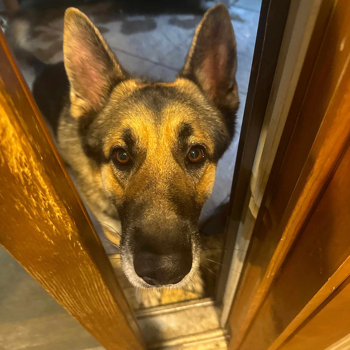 Alabama Bama is registered to the contest to win money with this photo: dog, german_shepherd, door, wood, ears, closeup, curious, pet, animal, indoors, floor, portrait, looking, face, brown, black, fur, canine, waiting, expression