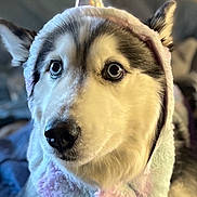 Nika is registered to the contest to win money with this photo: husky, dog, unicorn_costume, costume, pet, animal, indoors, bed, fur, cute, blue_eyes, portrait, fluffy, canine, looking_away, soft_texture, cozy, pastel_colors, horn, headwear