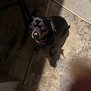 Lady joined the competition — help win amazing prizes! dog, small_dog, black_dog, brown_markings, pet, indoor, floor, mat, shadow, collar, curious, looking_up, leaf_on_nose, cute, animal, canine, domestic, companion, texture, lighting
