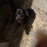 dog, small_dog, black_dog, brown_markings, pet, indoor, floor, mat, shadow, collar, curious, looking_up, leaf_on_nose, cute, animal, canine, domestic, companion, texture, lighting