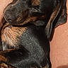 Lady is registered to the contest to win money with this photo: puppy, dog, sleeping, black, tan, hand, human_hand, lap, resting, close_up, outdoor, fur, pet, cute, animal, young_dog, small_dog, relaxed, sunlight, portrait