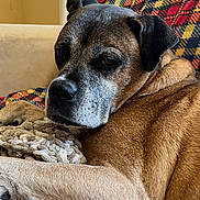 Brody joined the competition — help win amazing prizes! dog, brown_dog, old_dog, pet, animal, resting, blanket, plaid, couch, indoor, closeup, face, fur, ears, nostrils, sleepy, cozy, relaxed, companion, portrait