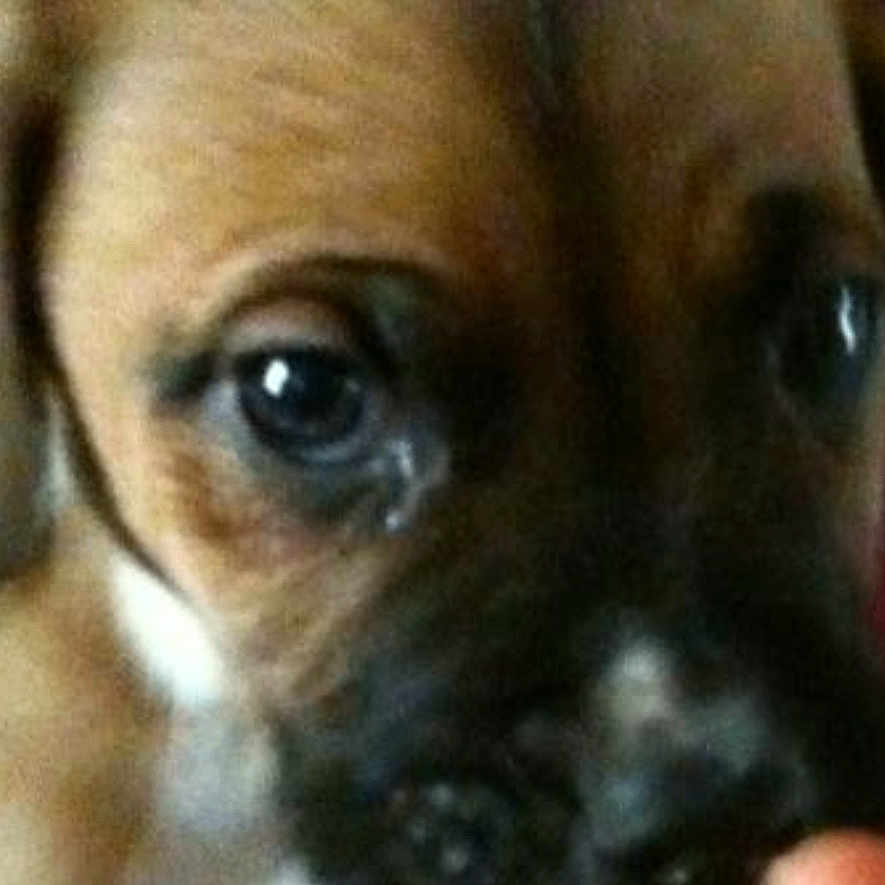 Brody